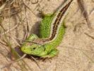 Sand lizard